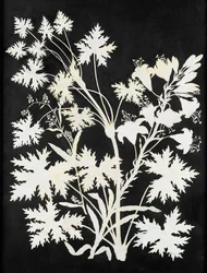Flores en silueta